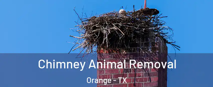 Chimney Animal Removal Orange - TX