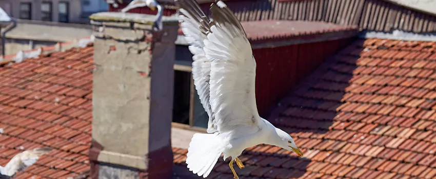 Residential Chimney Animal Removal Solution in Orange, TX