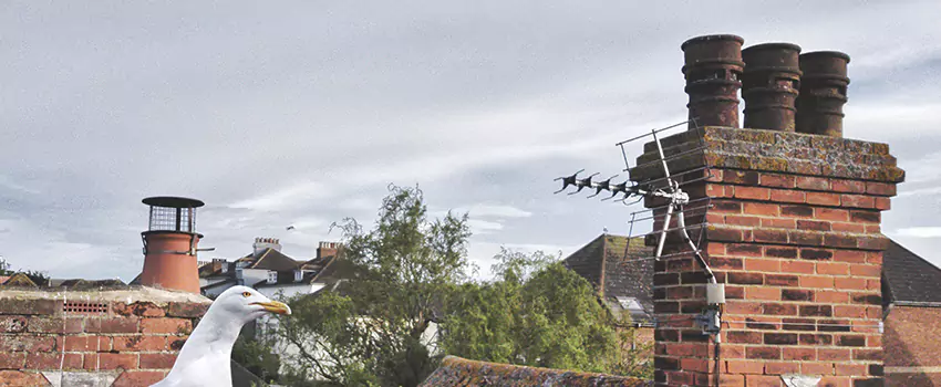 Chimney Cleaning And Restoration in Orange, Texas
